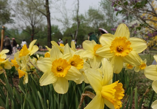 National Botanical Garden Beijing